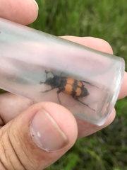 Nicrophorus hebes