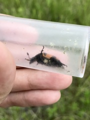 Nicrophorus hebes