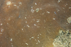 Psammocora nierstraszi