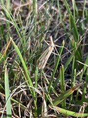Crambus agitatellus