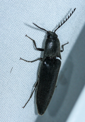Orthostethus pectinicornis