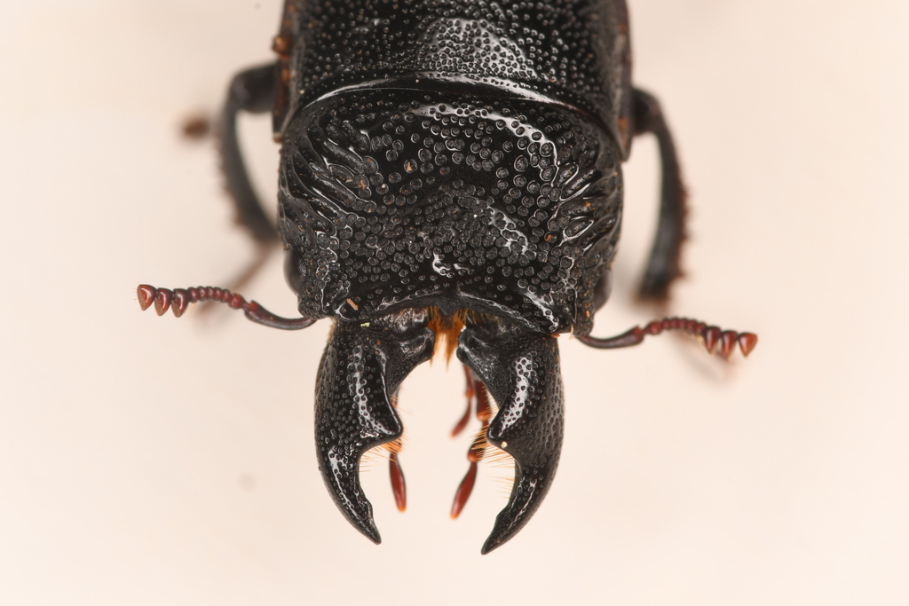 Ceruchus punctatus
