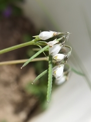 Hypecoum leptocarpum