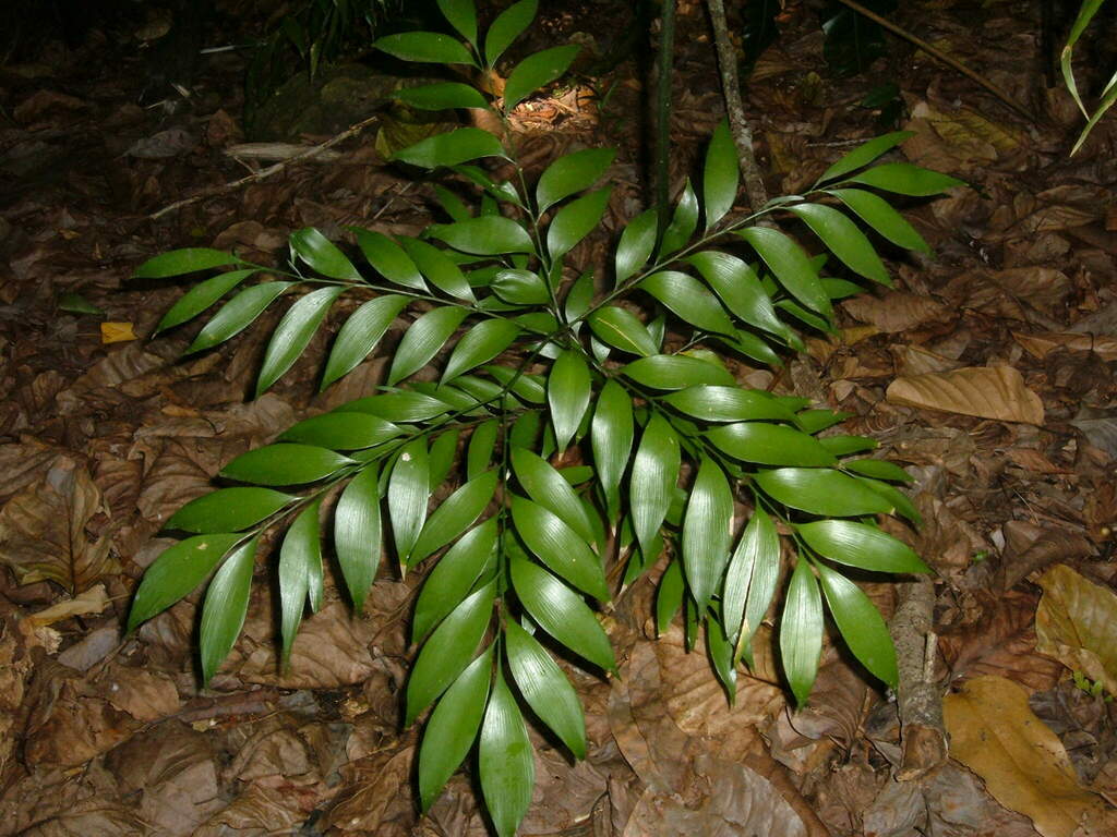 Bowenia spectabilis