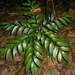 Bowenia spectabilis - Photo (c) douglasnat, algunos derechos reservados (CC BY-NC)