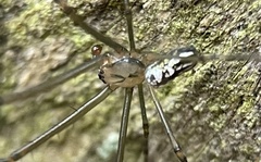 Leucauge granulata
