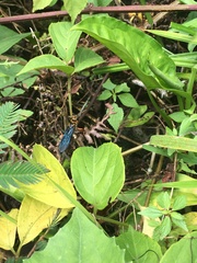 Sphex nitidiventris