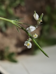 Hypecoum leptocarpum