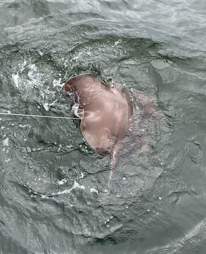 Southern Stingray photographed in Alabama