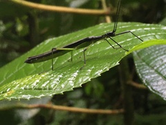 Brizoides cryptochloris