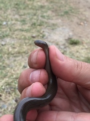 Afrotyphlops lineolatus