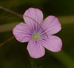 Linum viscosum