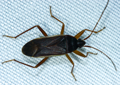 Balboa ampliata