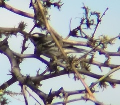 Setophaga nigrescens