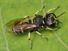 Ectemnius trifasciatus