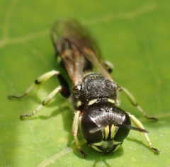 Ectemnius trifasciatus