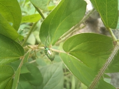 Diabrotica decempunctata