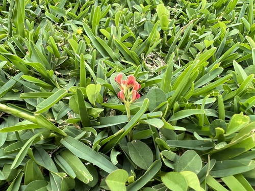 Fimbristylis vaginata, 2022-05-03