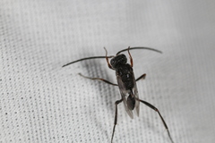 Evaniella semaeoda