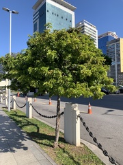 Paubrasilia echinata