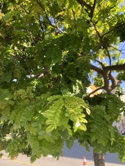 Paubrasilia echinata