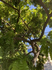 Paubrasilia echinata