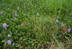 Cyperus platystylis