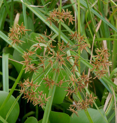 Cyperus platystylis