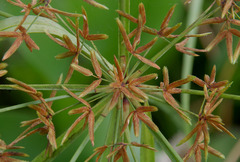 Cyperus platystylis
