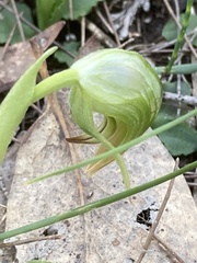 Pterostylis nutans