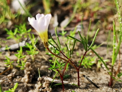 Oxalis levis