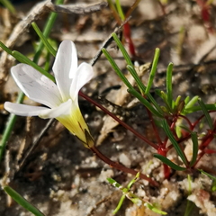 Oxalis levis