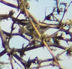 Setophaga nigrescens