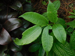 Diplazium bantamense