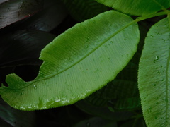 Diplazium bantamense