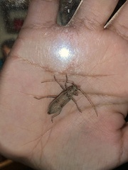 Eburia mutica