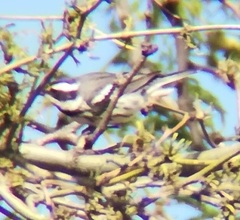 Setophaga nigrescens