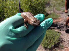 Sceloporus tristichus