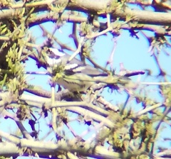 Setophaga nigrescens