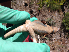 Sceloporus tristichus