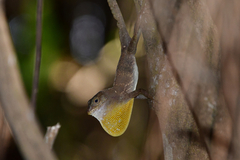 Anolis gundlachi