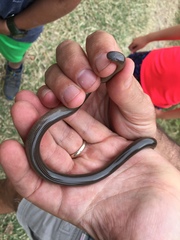 Afrotyphlops lineolatus