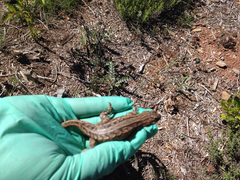 Sceloporus tristichus