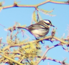 Setophaga nigrescens