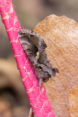 Chrysodeixis includens