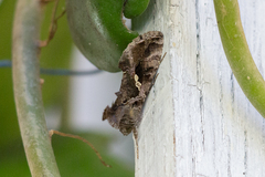Chrysodeixis includens