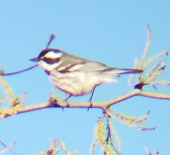 Setophaga nigrescens