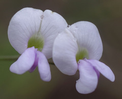 Tephrosia leptoclada