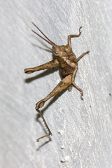 Acridoidea