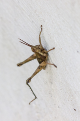 Acridoidea